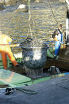 伊豆北川でとれた新鮮な魚を使用